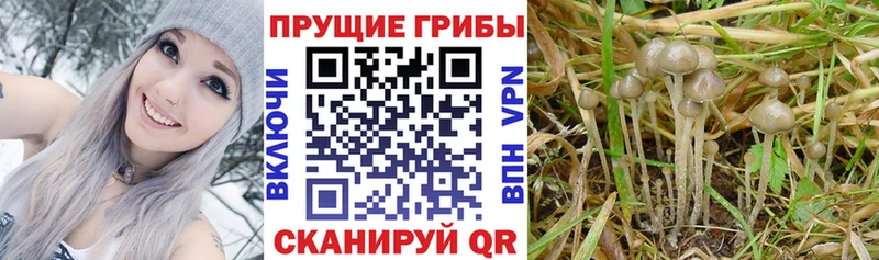 MEGA вход  Елабуга  Псилоцибиновые грибы мухоморы  продажа наркотиков 